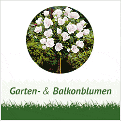 Garden ( CJ )